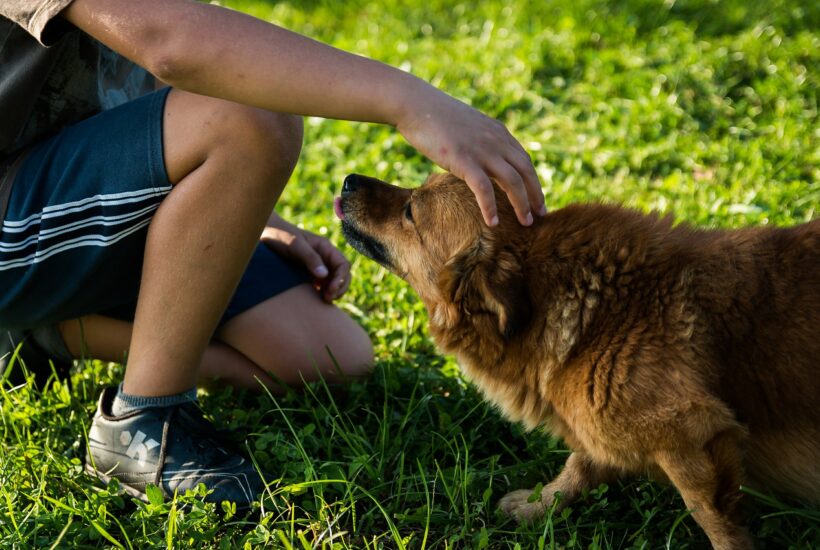 Las ventajas para la educación y el desarrollo infantil de convivir con animales